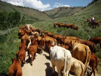 cattle-drive.jpg